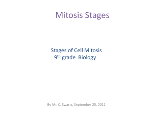 The Stages of Mitosis