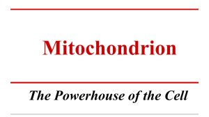 Mitochondrion 2