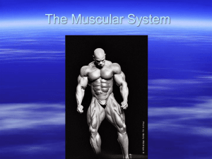 The Muscular System