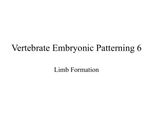 Vertebrate Embryonic Patterning 5