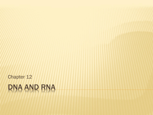 Ch. 12 - DNA and RNA