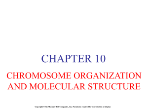 Chromosomal Organization & Structure powerpoint