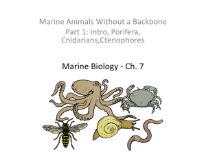 Marine Biology Ch. 7