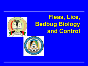 Biology of Fleas Lice Bedbugs