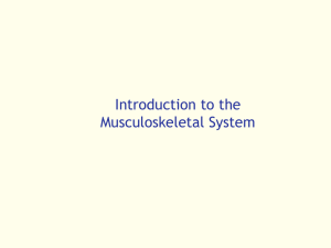 Introduction to the Musculoskeletal System