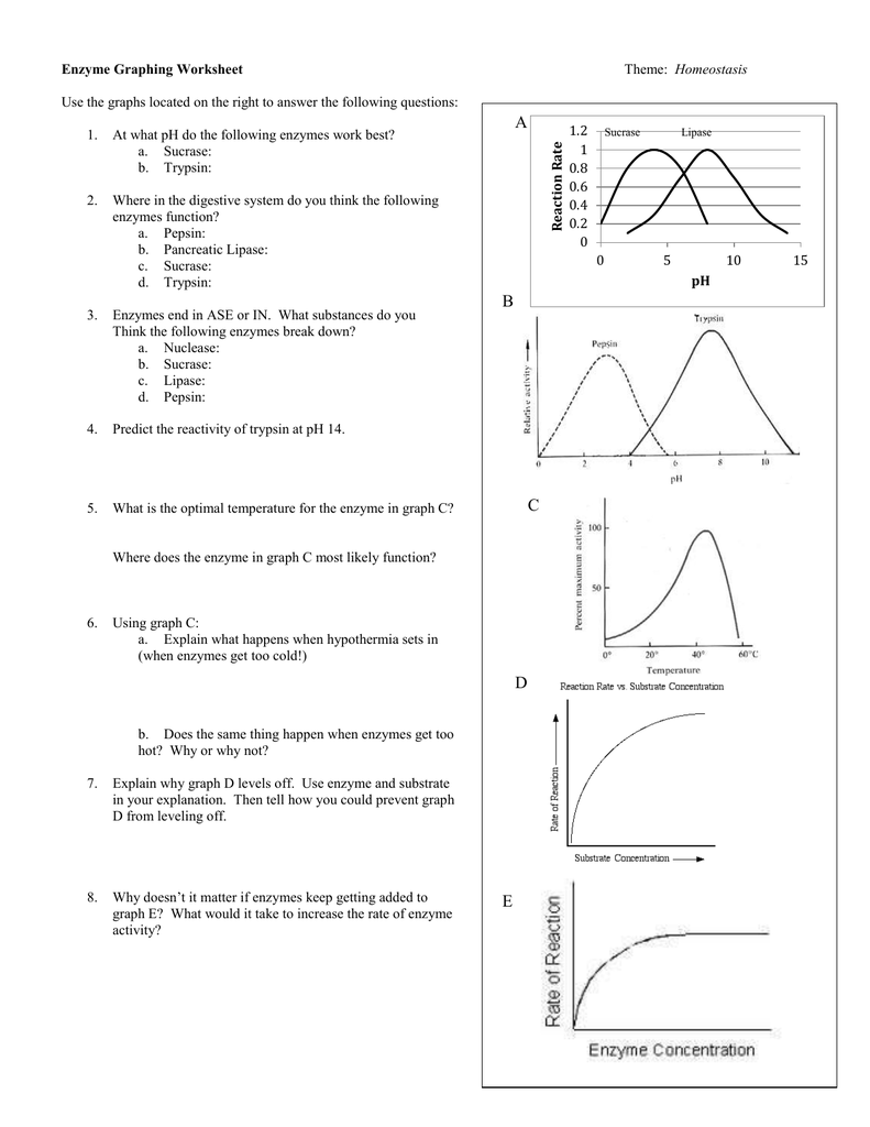 Enzyme Graphing Worksheet With Regard To Enzyme Reactions Worksheet Answer Key