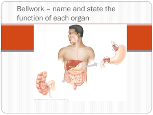Digestive system powerpoint continued