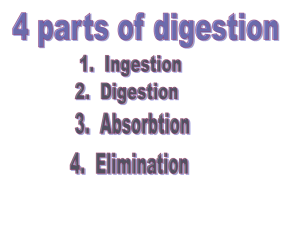 Digestion notes