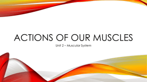 Muscle Functions and Actions of Skeletal Muscle Powerpoint