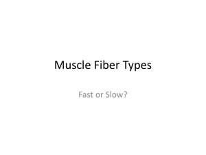 Muscle Fiber Types