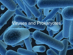 Viruses and Bacteria ppt