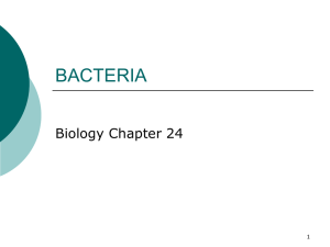 Bacteria and Viruses powerpoint