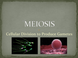 meiosis - Images