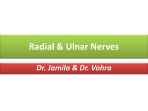 08 Radial & Ulnar Nerves 2