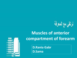 9- Muscles of Anterior compartment of Forearm