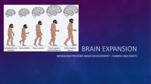 Brain expansion (7)