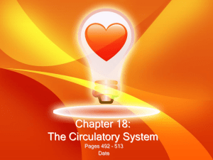 Chapter 18: The Circulatory System