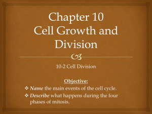 cell cycle - Cloudfront.net