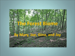 The Forest Biome - East Lyme Public Schools