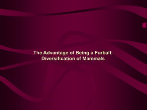 The Advantage of Being a Furball