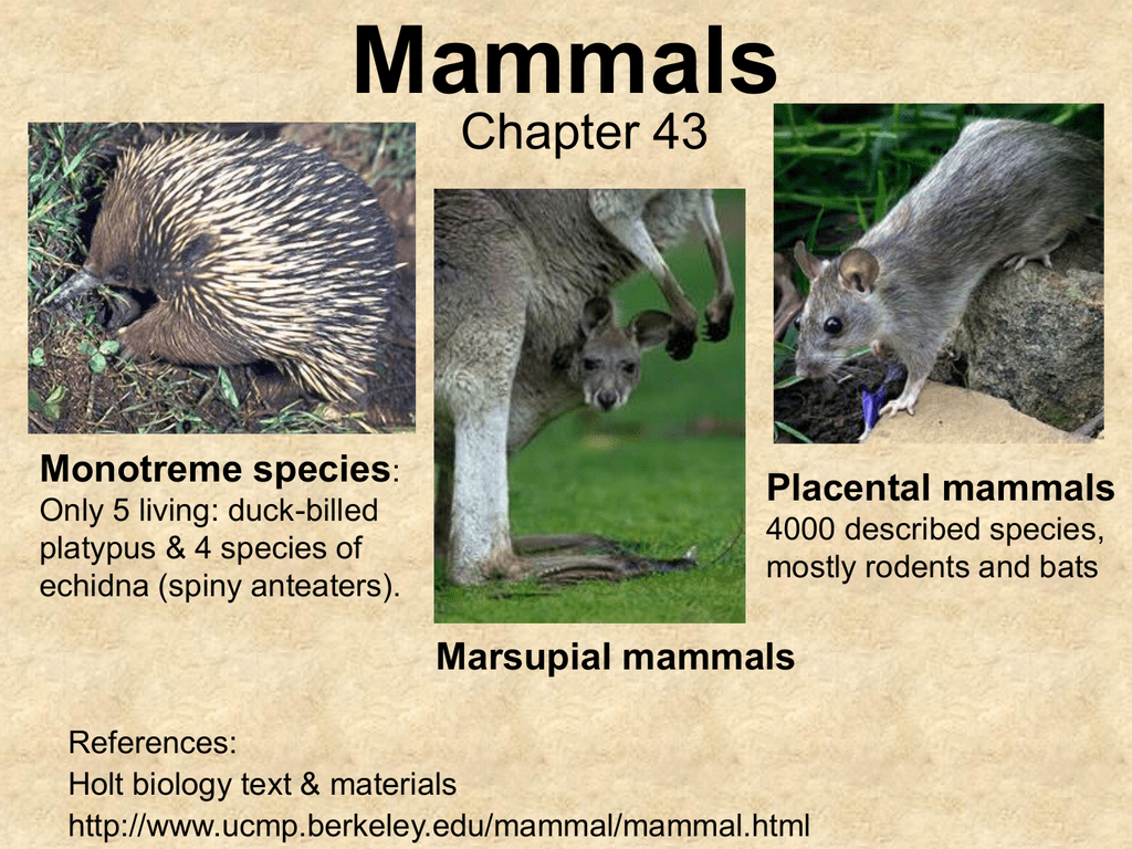 placental-mammals-examples