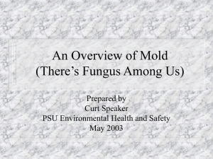 An Overview of Mold (There's Fungus Among Us)