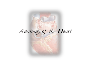 Cavity of right ventricle