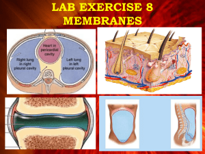 LAB EXERCISE 8 MEMBRANES