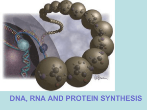 PowerPoint 2 DNA and Protein Synthesis