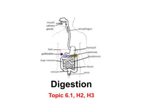 6.1.1 Explain why digestion of large food molecules
