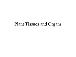 Basic Plant Morphology