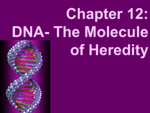 DNA- The Molecule of Heredity