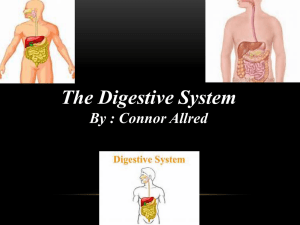 The Digestive System By