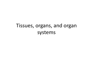 Tissues & Homeostasis
