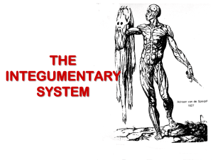 The Integumentary System Presentation