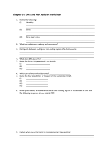 Chapter 14: DNA and RNA revision worksheet