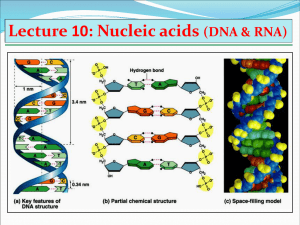 Lecture 10: Nucleic acids (DNA & RNA)