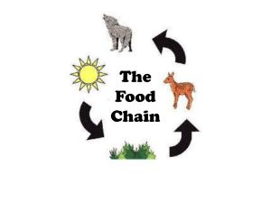 The Food Chain - Claremont's Groovy Fifth Grade