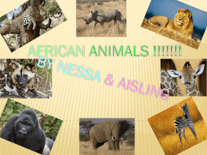 african animals!!