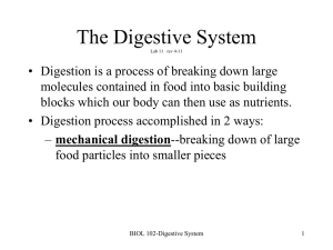 The Digestive System Lab 11