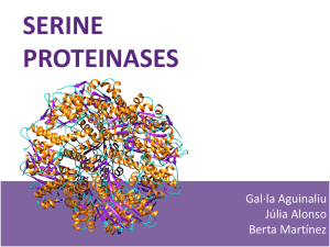 serine proteinases