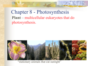Photosynthesis and Respiration Notes Combined PPT