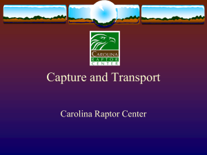 Handling Basics - Carolina Raptor Center