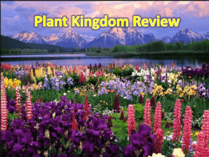 Plant Kingdom Review PPT