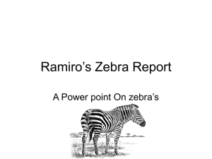 Ramiro's Zebra Report