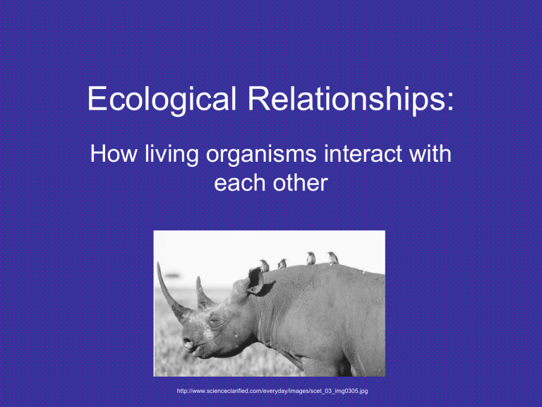 Ecological Relationships 