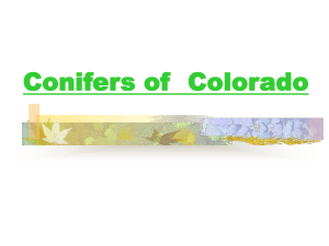 Conifers of Colorado PPT