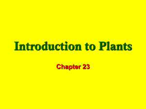 Bio Ch 23 Plant Intro