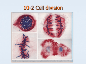 Before cell division