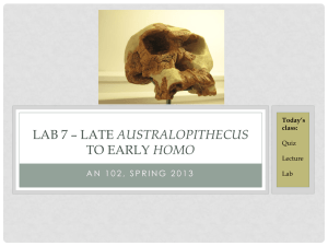 Lab 7- Late Australopithecines/ early Homo